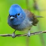 Çok güzel kuş bulmaca oyunu